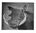 BuffaloA10's Avatar
