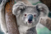 koala98g's Avatar
